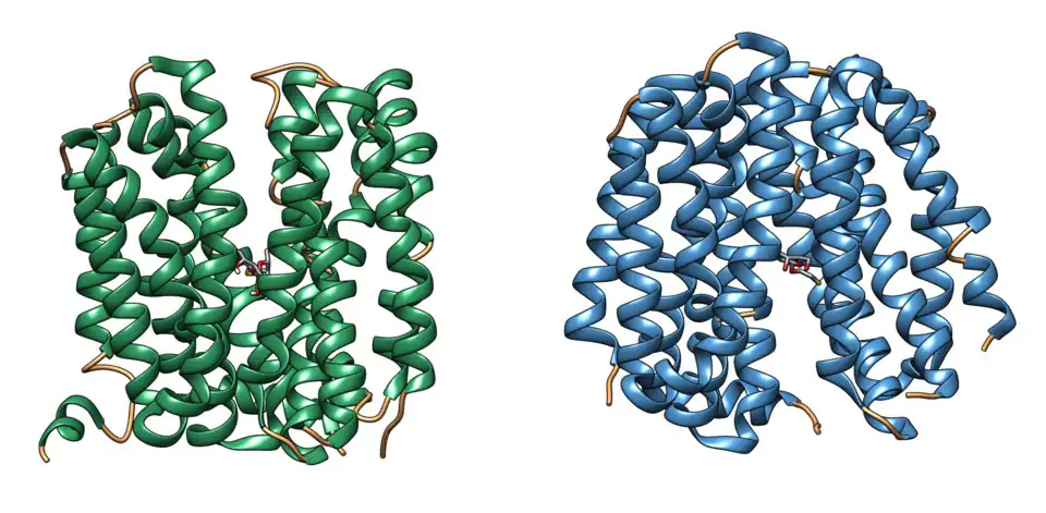 Conformation de la lactose perméase (LacY) en ouverture extracellulaire (à gauche) et cytoplasmique (à droite) (PDB&nbsp;4OAA et PDB&nbsp;2Y5Y).