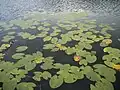 Nénuphar jaune au lac de Barbazan.