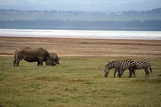 Faune au lac Nakuru.