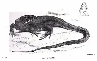 Description de l'image LacertaPrinceps.jpg.