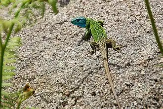 Vue d'un Lézard de Schreiber
