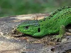 Lacerta agilis mâle en période de reproduction.