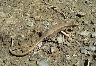 Description de l'image Lacerta praticola.jpg.