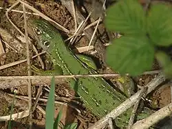 Vue d'un Lézard vert occidental