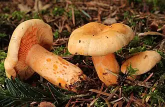 Lactaire saumon (Lactarius salmonicolor), sous Sapin.