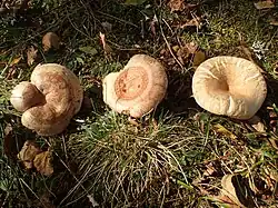 L. deliciosus versus L. pubescens versus L. torminosus (dessus).
