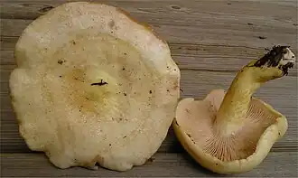 Description de l'image Lactarius flavopalustris Kytöv 72102.jpg.