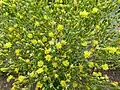 Fleurs de laitue cultivée (Lactuca sativa).