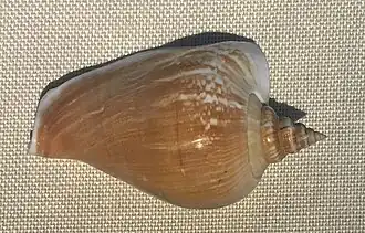 Laevistrombus turturella.