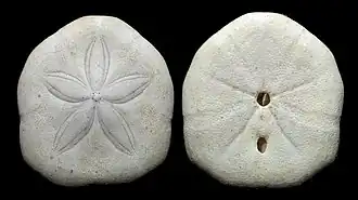 Laganum laganum.