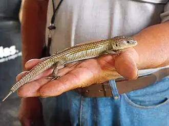 Description de l'image Lagarto "barisia imbricata" criadero Xochimilco.JPG.
