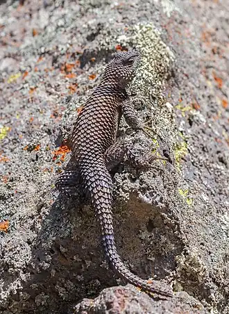 Description de l'image Lagarto (Sceloporus mucronatus), Zona arqueológica de Cantona, Puebla, México, 2013-10-11, DD 03.JPG.