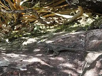 Description de l'image Lagarto (Tropidurus montanus) toma sol.jpg.