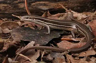 Description de l'image Lagarto - liso - Aspronema dorsivittata.jpg.