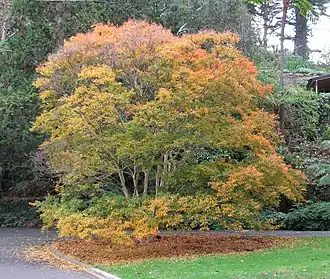 Description de l'image Lagerstroemia_subcostata.jpg.