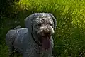lagotto rouanné.