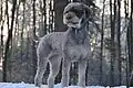 lagotto rouanné gris.