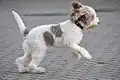 Lagotto blanc et marron clair.