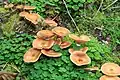 Armillaria mellea Spécimen adulte.