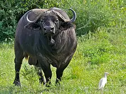 Buffle ♂.