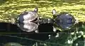 Tortues au bord du lac