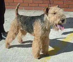 Lakeland Terrier noir et feu.