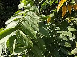 Rhus verniciflua