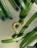 Chenille Lambdina fiscellaria lugubrosa