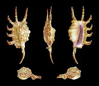 Lambis scorpius.