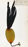 Laminaria digitata
