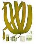 Laminaria cloustoni (Phaeophyceae, Laminariales)