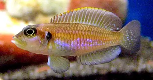 Variété « gold/orange ».