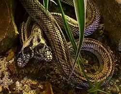Serpents siamois (Lampropeltis getula).
