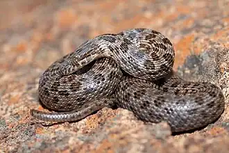 Description de l'image Lamprophis guttatus2.jpg.