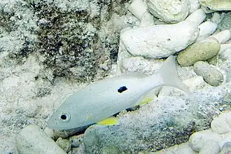 Lutjanus synagris