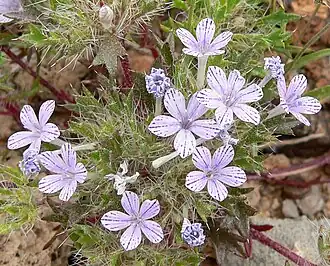 Description de l'image Langloisia setosissima 8.jpg.