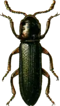 Languria menetriesi