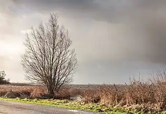 Temps agité sur la campagne du Langwarder Wielen. Janvier 2019.