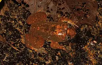 Description de l'image Lankanectes corrugatus.jpg.