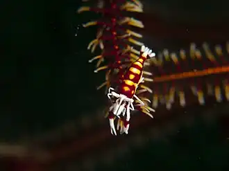 Laomenes cornutus