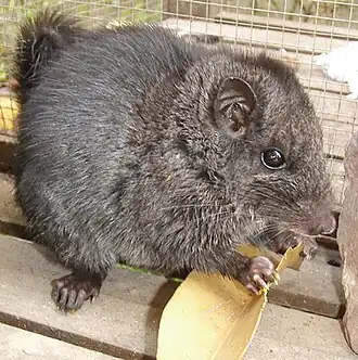 Description de l'image Laonastes aenigmamus - young male JP Hugot PLOS ONE.jpg.
