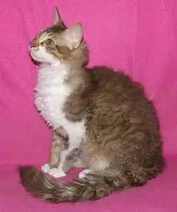Un laPerm tabby.