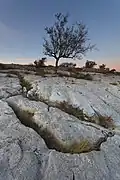 Lapiaz au Portugal dans le Parc naturel des Serras de Aire et Candeeiros.