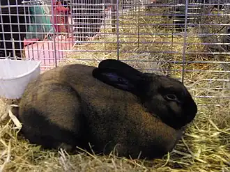 Chamois de Thuringe au Salon de l'Agriculture 2014