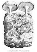 M : Lapis Phrygius fungos ferens F : Pierre phrygienne, avec champignons