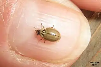 sur un ongle