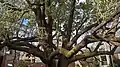 Arbre planté à Melbourne en 1902.