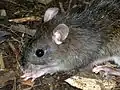 La grande souris des forêts de Mindoro (en)