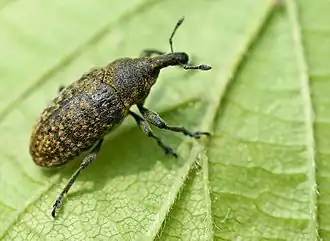 Description de l'image Larinus planus01.jpg.