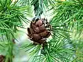 Mélèze d’Europe, Larix decidua.